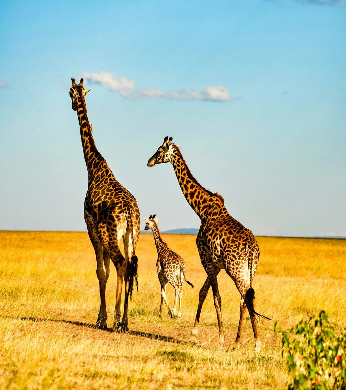 Tanzania Safaris